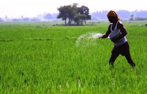 பசளை மானியத்திற்கான பணம் விவசாயிகளுக்கு வழங்கி வைப்பு!