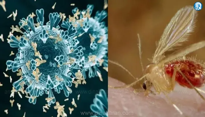 குஜராத்தில் தீவிரமடைந்து வரும் புதிய வைரஸ்: 8 பேர் உயிரிழப்பு!