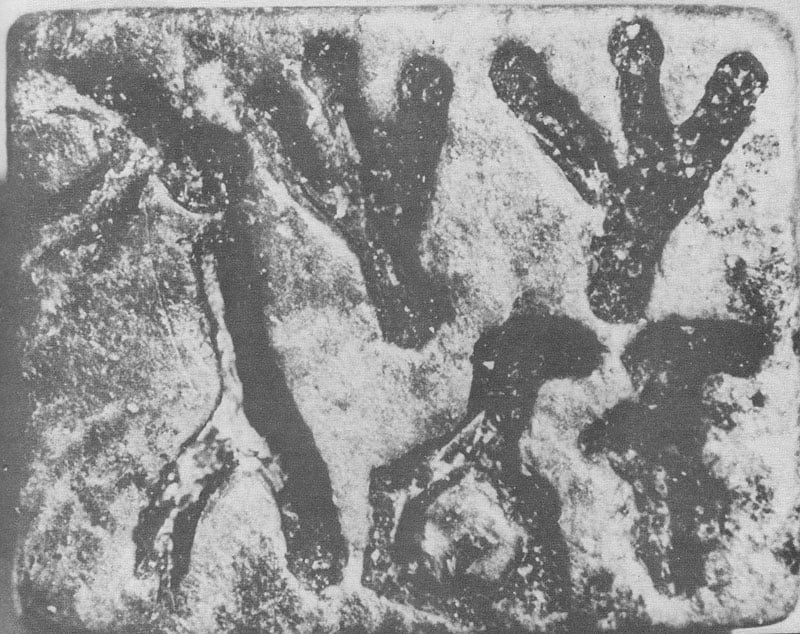 தொல்லியல் எச்சங்கள் மீட்கப்பட்ட ஆனைக்கோட்டையில் சட்டவிரோத மண் அகழ்வு குறித்து தீர்மானம் நிறைவேற்றம்!