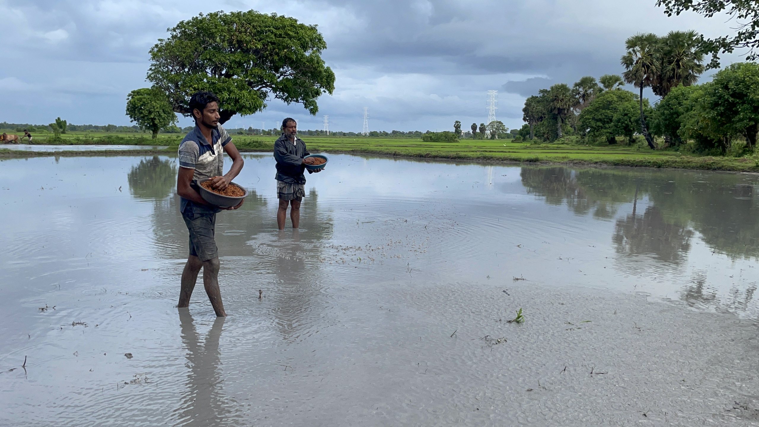 மன்னாரில் பாரம்பரிய விவசாய நடவடிக்கை முன்னெடுப்பு!