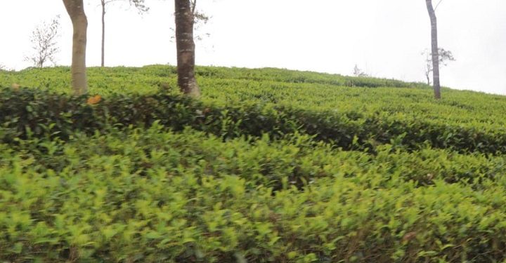 அக்கரப்பத்தனையில் 12 தோட்டங்களைச் சேர்ந்த தொழிலாளர்கள் பணிப்பகிஷ்கரிப்பு