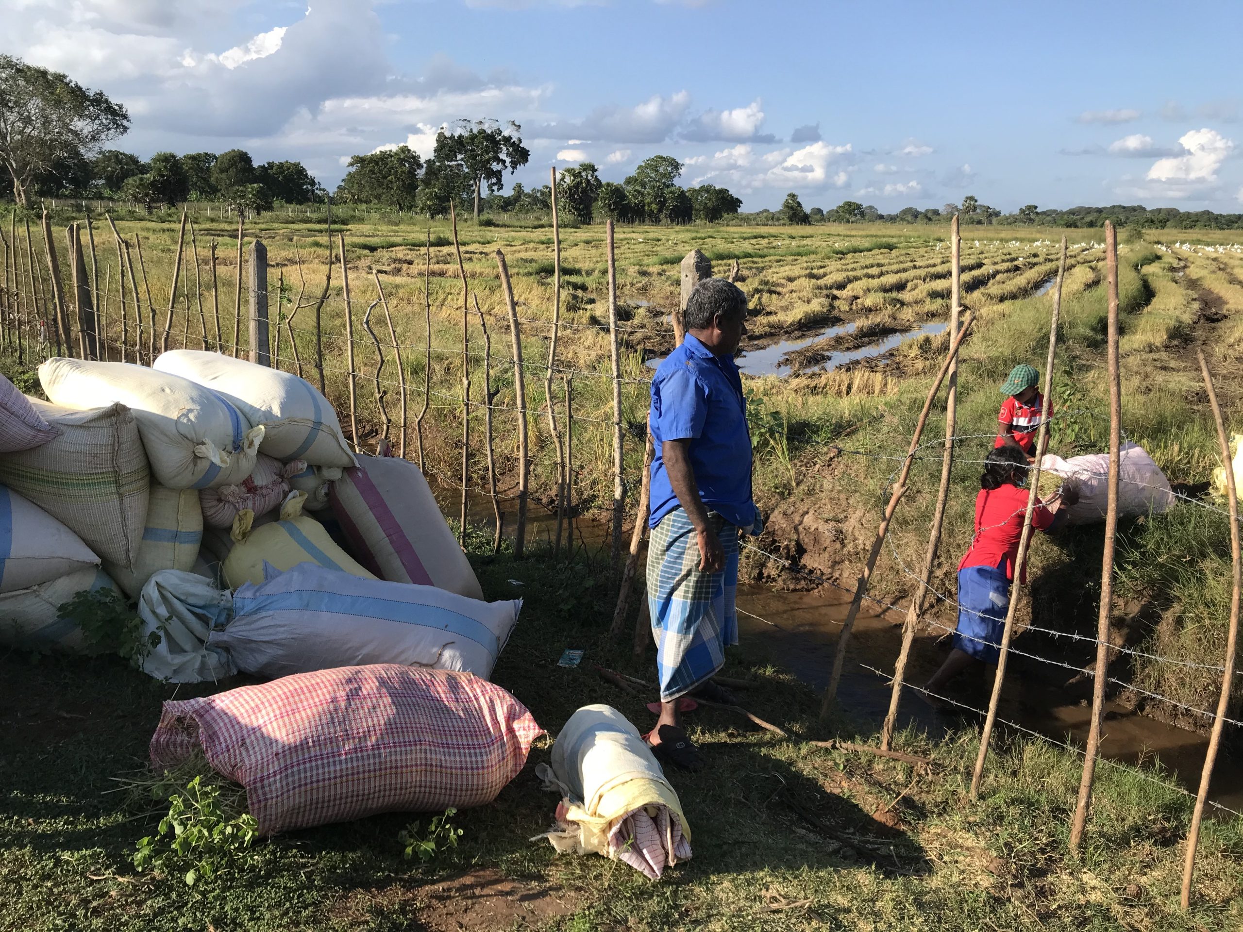 வவுனியாவில் பெரும்போக நெல் அறுவடையில் வீழ்ச்சி !
