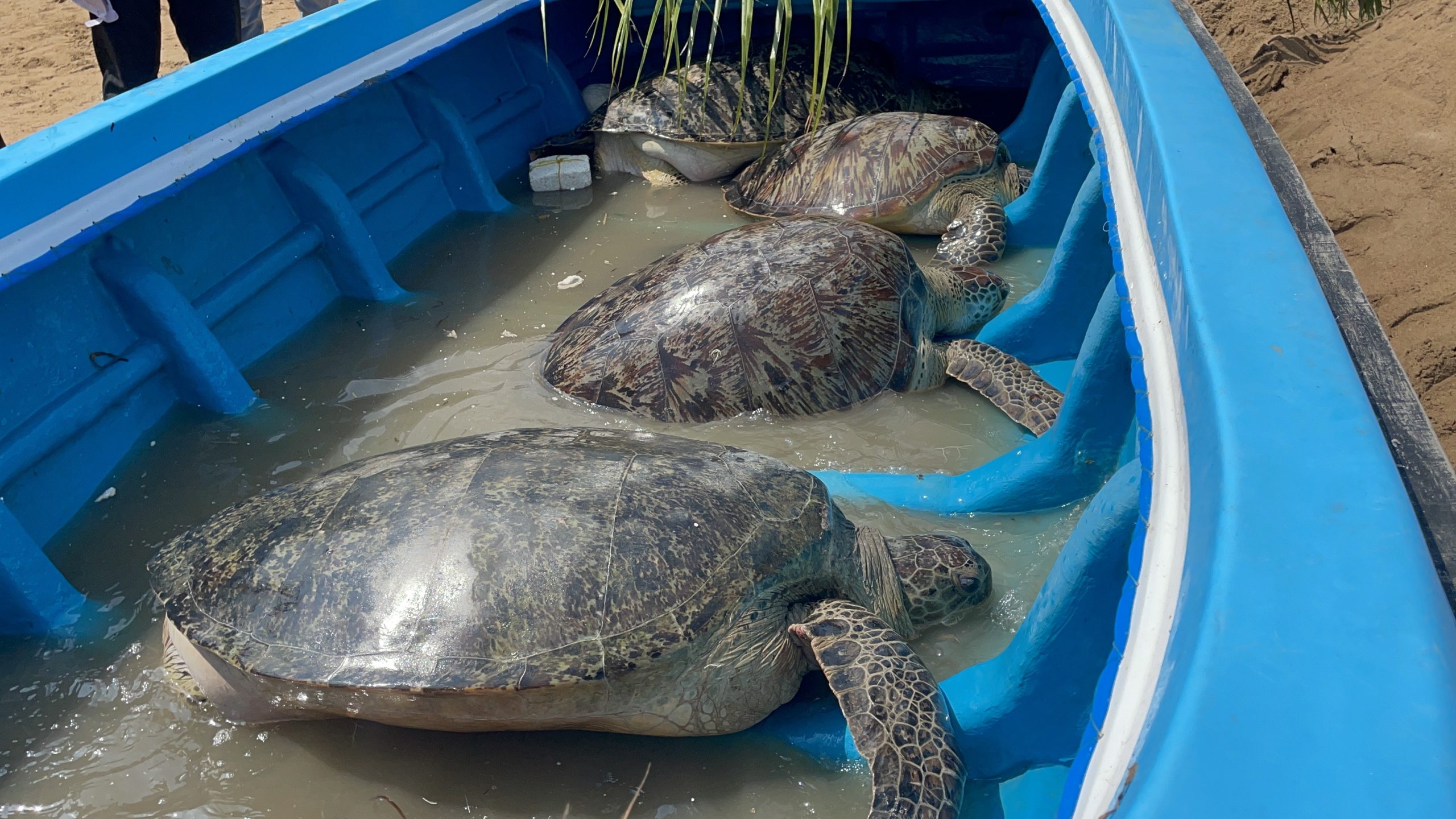 மன்னாரில் அரிய வகை கடலாமைகள் குளியல் அறையில் இருந்து மீட்பு!