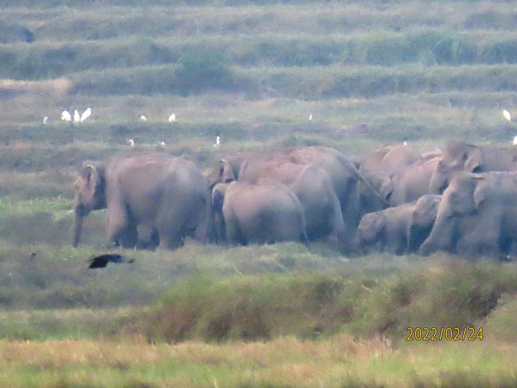 சம்மாந்துறை பகுதில் நூற்றுக்கும் அதிகமான யானை கூட்டம்!