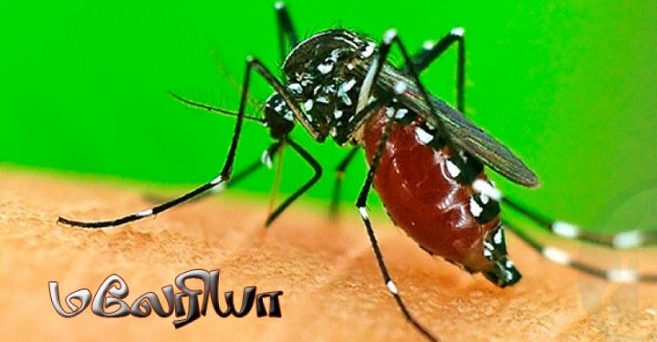 இலங்கையில் மலேரியா நோய் மீண்டும் பரவுவதற்கான சாத்தியக்கூறுகள் இருப்பதாக எச்சரிக்கை!