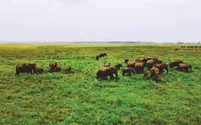 அம்பறை பள்ளக்காட்டில் யானைதாக்குதலில் 6 மாத ஆண்குழந்தை உயிரிழப்பு!