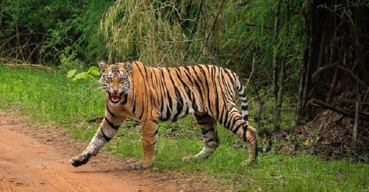 இந்தியாவில் புலிகளைப் பாதுகாக்க நடவடிக்கை