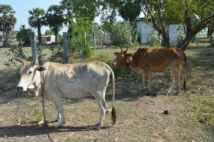 அறுவைக்காக வைக்கப்பட்டிருந்த திருட்டு மாடுகள் மீட்பு – மட்டக்களப்பில் சம்பவம்
