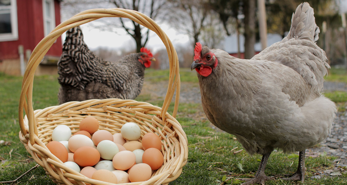 முட்டை, மற்றும் கோழி இறைச்சியின் விலை அதிகரிப்பு!