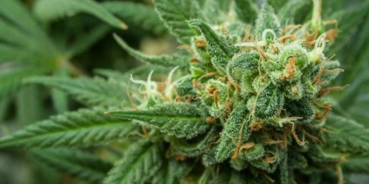 கஞ்சா ஏற்றுமதியை சட்டப்பூர்வமாக்கும் நடவடிக்கையை ஆரம்பித்தது இலங்கை !