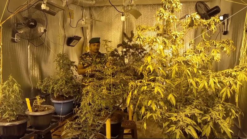 நுவரெலியாவில் வித்தியாசமான முறையில் கஞ்சா செடிகள் வளர்த்தவர் கைது!