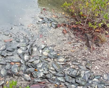 வாகரை ஆற்றில் உயிரிழந்த நிலையில் கரையொதுங்கும் நீர்வாழ் உயிரினங்கள்!