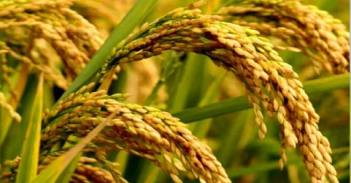 நெல் கொள்வனவினை மீள ஆரம்பிப்பது தொடர்பில் கலந்துரையாடல்