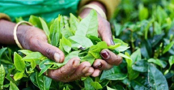 தேயிலை பயிர்ச்செய்கைக்கான உரங்களை விநியோகிக்கும் நடவடிக்கைகள் ஆரம்பம்