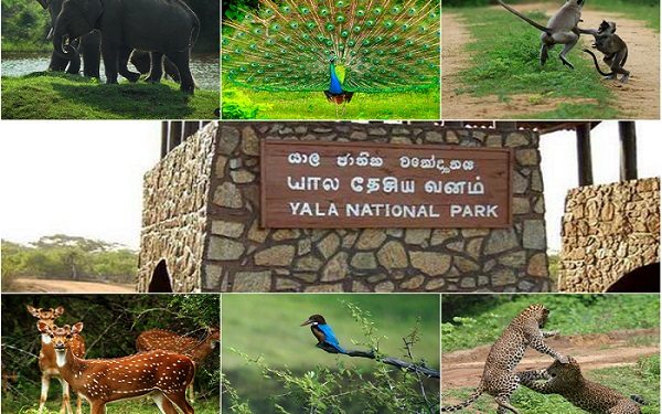 யால சரணாலயத்தில் விலங்குகள் துஷ்பிரயோகம் – சந்தேகநபர்கள் பிணையில் விடுதலை!