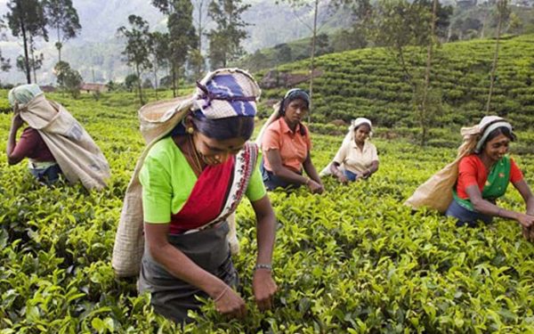 தோட்டத் தொழிலாளர்களின் தீபாவளி கொடுப்பனவை 15,000 ரூபாயாக அதிகரிப்பது குறித்து அரசாங்கம் கவனம்