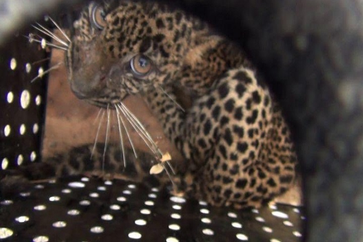 கொட்டகலையில் வீடொன்றுக்குள் சிக்கிய சிறுத்தை பாதுகாப்பாக மீட்பு!