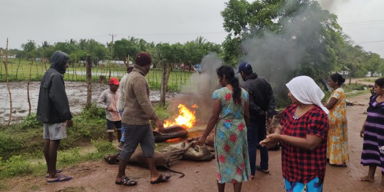 கடும் குளிர் காரணமாக கால்நடைகள் உயிரிழப்பு!