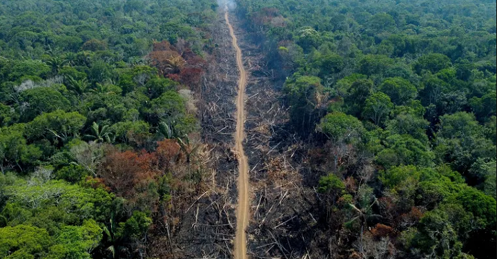 அமேசானில் காடழிப்பு 150 சதவீதம் அதிகரிப்பு!