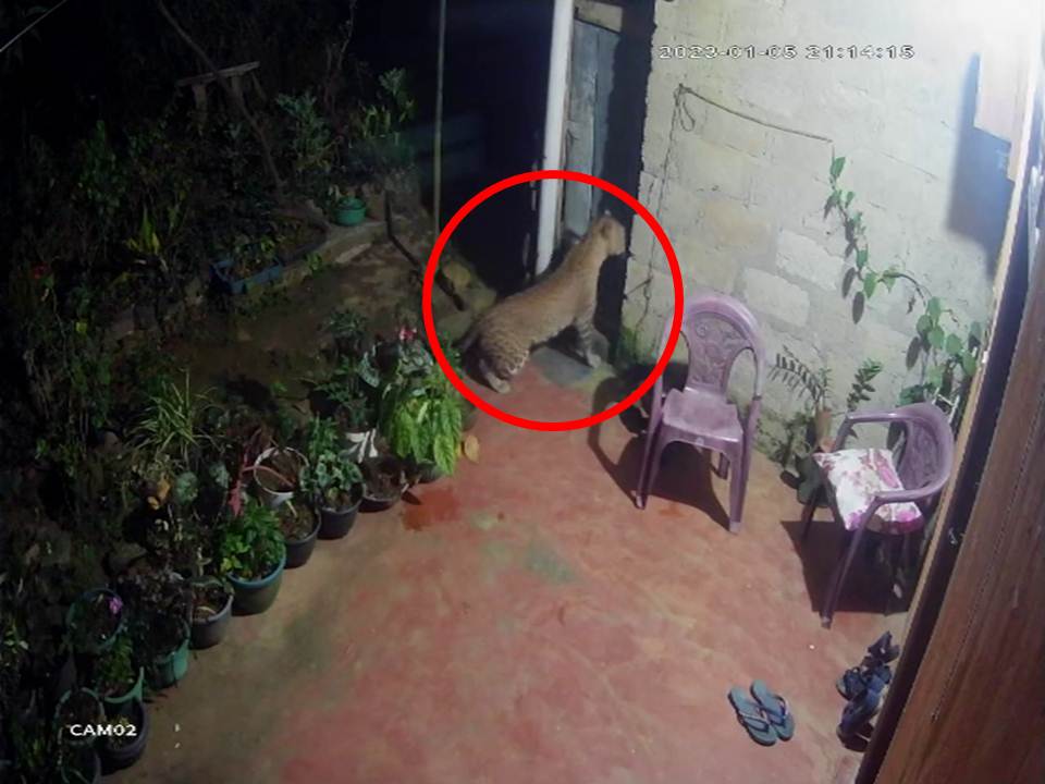 அக்கரப்பத்தனையில் சிறுத்தைகளின் நடமாட்டம் அதிகரிப்பு – மக்கள் பெரும் அச்சத்தில்!