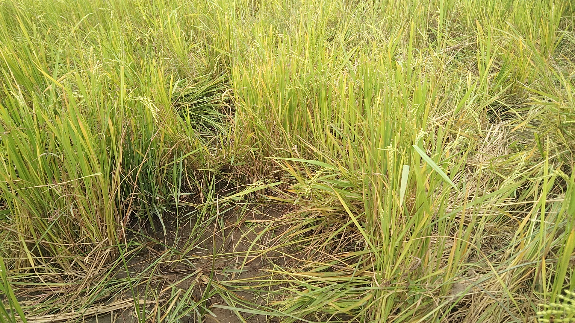 விசுவமடு மேற்கு பகுதிகளில் விவசாயம் பாதிப்பு!