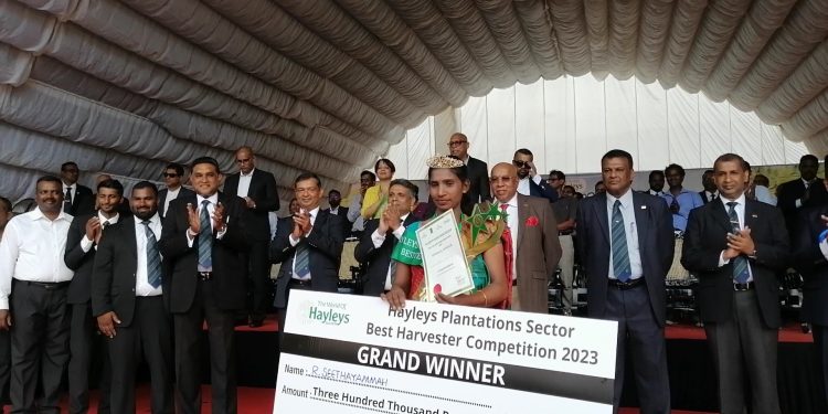 சிறந்த கொழுந்து பறிப்பாளரை தெரிவு செய்வதற்கான இறுதி போட்டி!