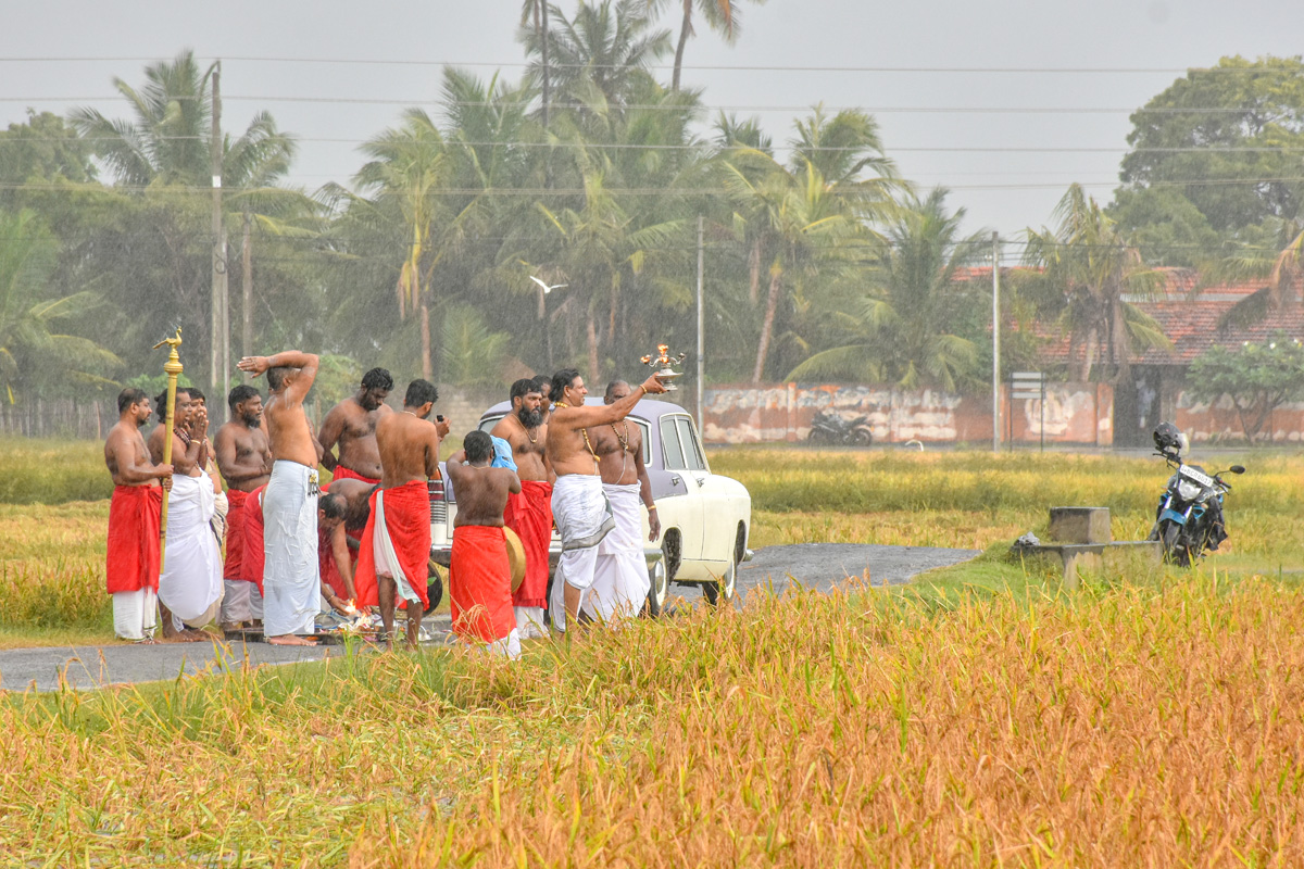 நல்லூர்க் கந்தன் ஆலயத்தில் நெற்புதிர் அறுவடை விழா!