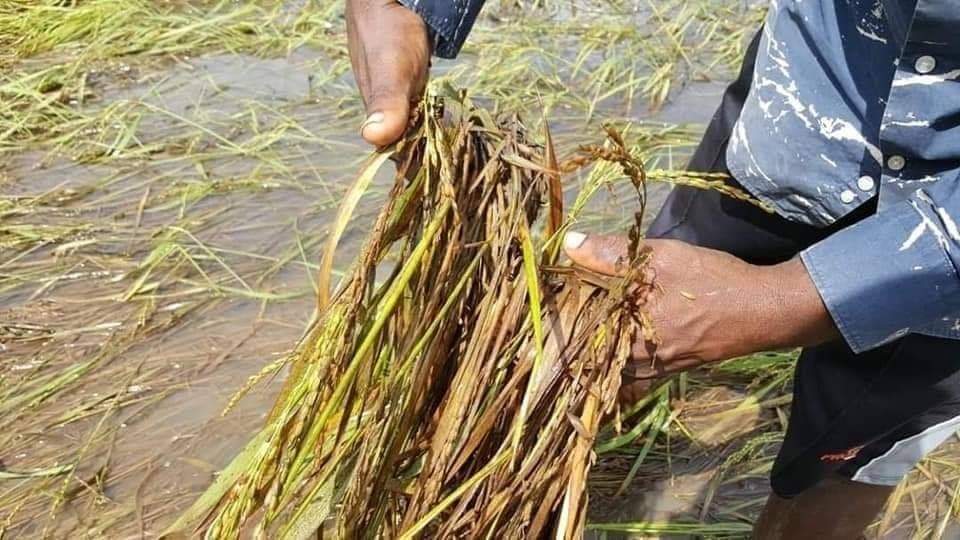 தொடர் மழை காரணமாக வயல் நிலங்கள் நீரில் மூழ்கின!