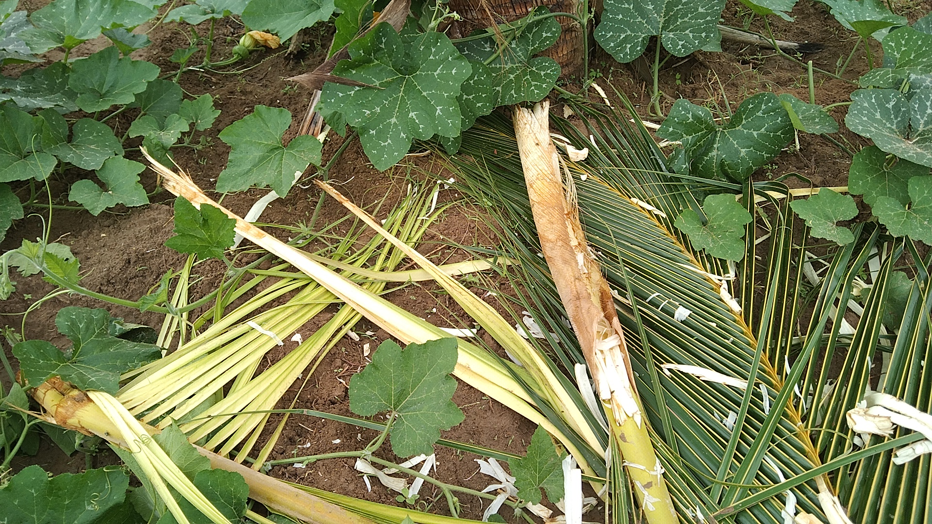 காட்டு யானைகளினால் மக்களின் வாழ்வாதார பயிர்கள் அழிக்கப்பட்டுள்ளது!