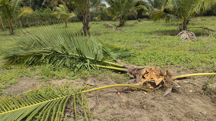 குடியிருப்புக்குள் நுழைந்த யானைகளால் பயன்தரும் மரங்கள் அழிப்பு !