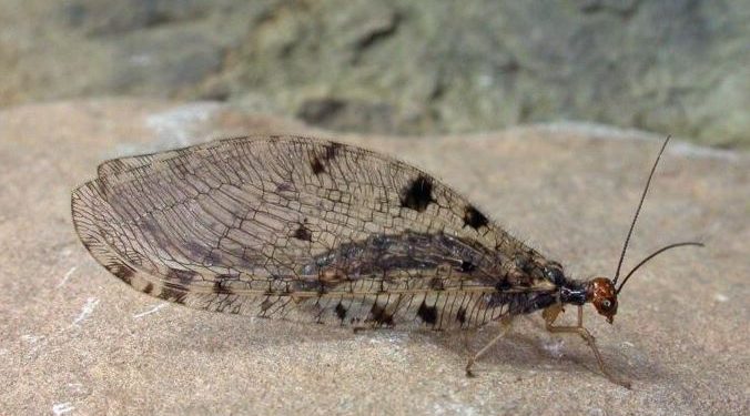 அழிந்துபோனதாக கருதப்பட்ட அரியவகை பூச்சி மீண்டும் கண்டுபிடிப்பு!