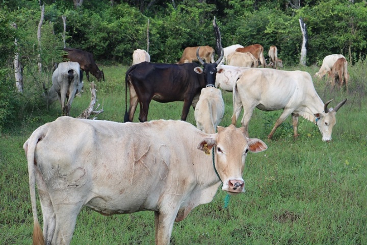 கிளிநொச்சியில் பெரியம்மை நோய் தாக்கம் காரணமாக கால்நடைகள் பாதிப்பு!