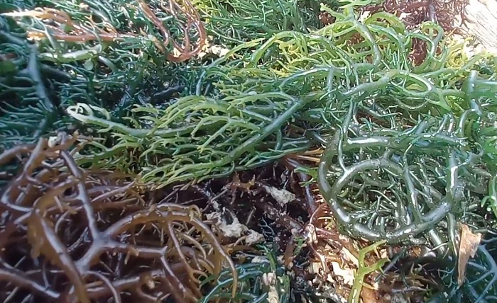 பொருளாதார நெருக்கடியிலிருந்து மீளத்துடிக்கும் பெண் தலைமைத்துவ குடும்பங்கள்!