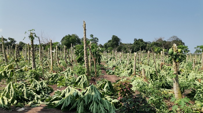 வவுனியாவில் காற்றுடன் கூடிய மழை காரணமாக 1700 இற்கு மேற்பட்ட பப்பாசி மரங்கள் அழிவு: விவசாயிகள் கவலை