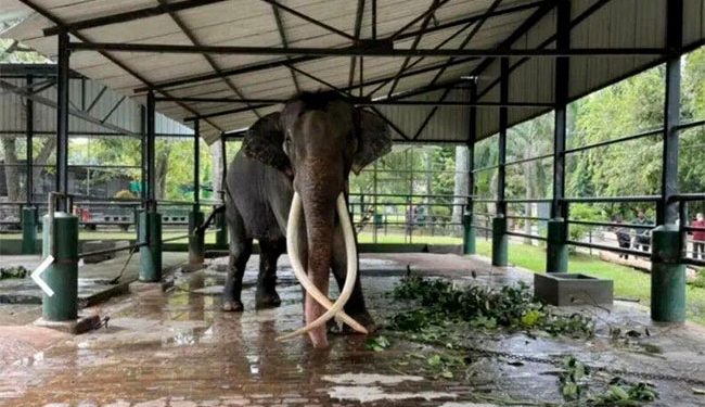 மீண்டும் இலங்கைக்கு வரும் முத்துராஜா