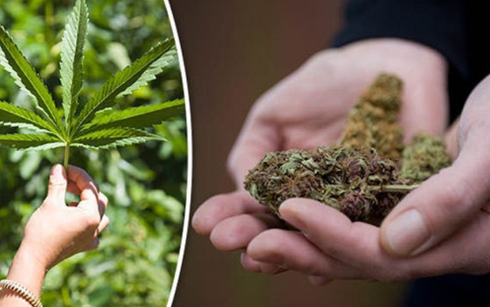 08 கிலோ கஞ்சாவை வைத்திருந்த இராணுவ சிப்பாய் கைது