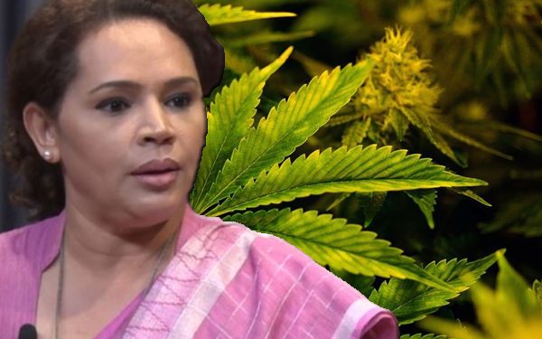 கஞ்சா வளர்ப்பு செயற்றிட்டம் ஆரம்பம்!