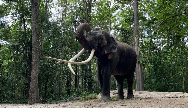 முத்துராஜாவை இனிமேல் இலங்கைக்கு வழங்கப்போவதில்லை : தாய்லாந்து அறிவிப்பு!