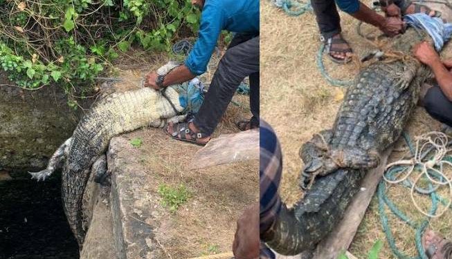 வல்வெட்டித்துறையில் அடுத்தடுத்து 5 முதலைகள் பிடிபட்டன