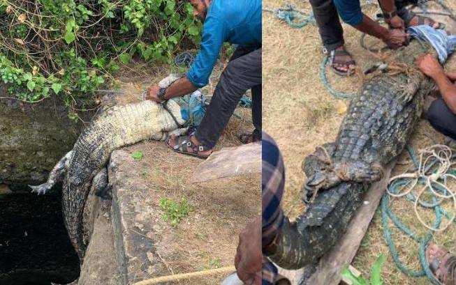 வல்வெட்டித்துறையில் அடுத்தடுத்து 5 முதலைகள் பிடிபட்டன