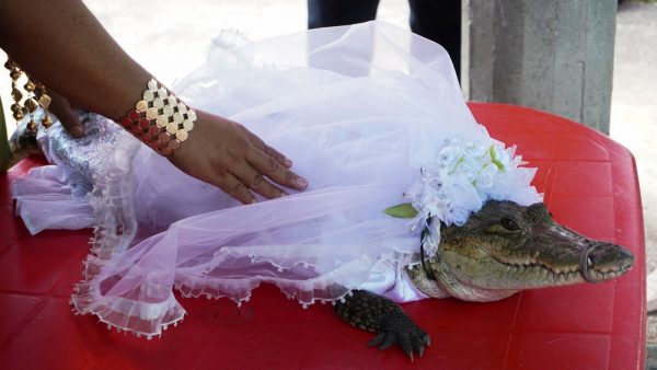 skynews-alligator-marries-mayor_6204977-600x338.jpg