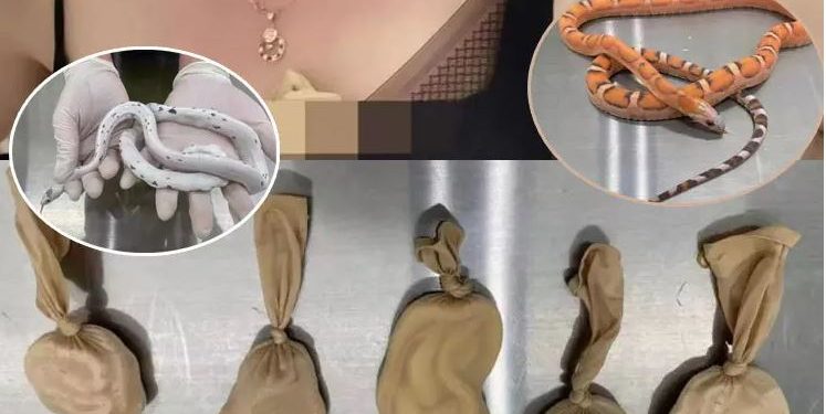 உள்ளாடைக்குள் 5 பாம்புகள்: பெண் கைது