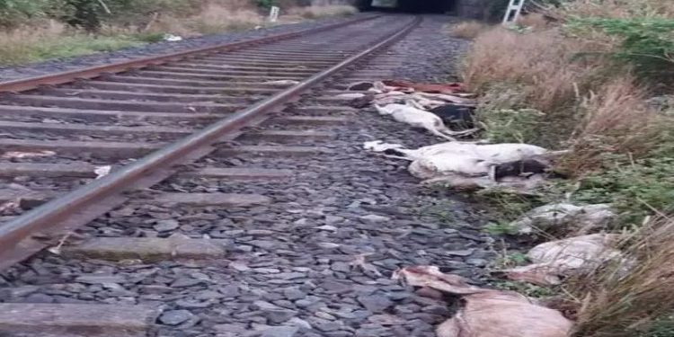 ஆடுகளைப் பலியெடுத்த புகையிரதத்தின் மீது கற்களை வீசித் தாக்குதல்