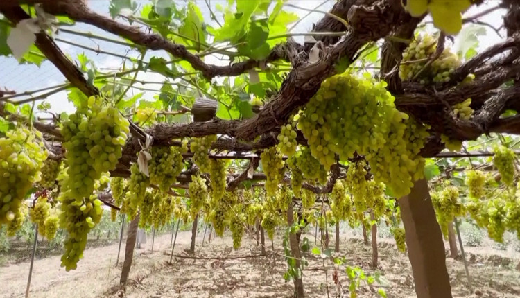 உலர்திராட்சை இறக்குமதிக்குத் தடை   