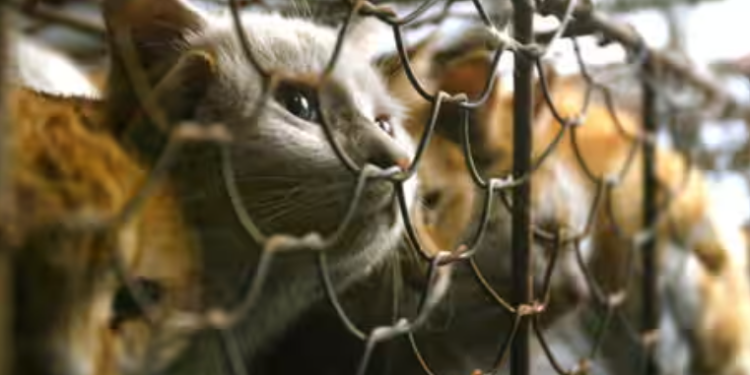 மயிரிழையில் உயிர் பிழைத்த 1000 பூனைகள்