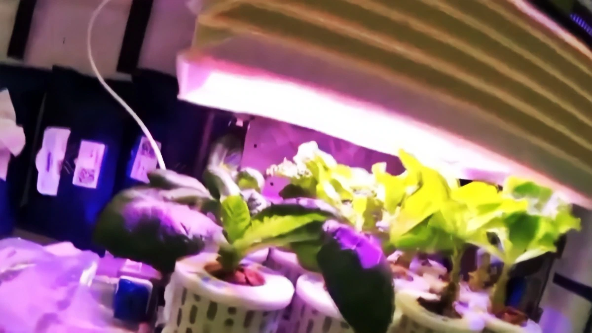 விண்வெளியில் விளைந்த காய்கறிகளை அறுவடை செய்தது சீனா