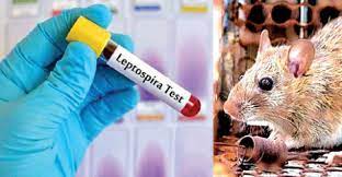 வேகமாகப் பரவும் எலிக் காய்ச்சல் : சுகாதாரத் தரப்பு எச்சரிக்கை!