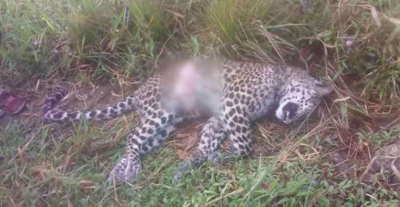 சடலமாக மீட்கப்பட்ட சிறுத்தை