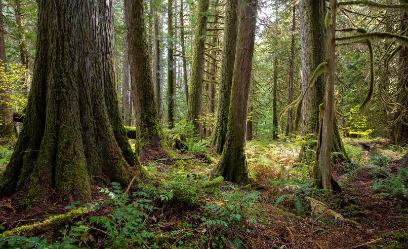 அனுமதியின்றி வனப்பகுதிக்குள் நுழைந்தால் சட்ட நடவடிக்கை எடுக்கப்படும்!