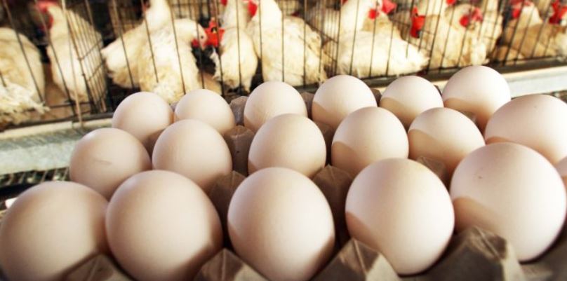 பண்டிகை காலத்தில் கோழி இறைச்சி, முட்டையை தட்டுப்பாடின்றி வழங்க நடவடிக்கை !